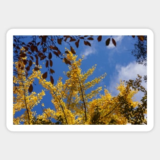 golden gingko tree Sticker